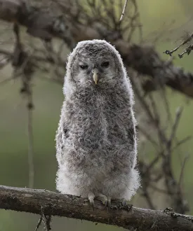 Down Prints: Ural owl (Strix uralensis), juvenile, Finland, June