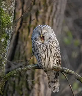 Speckled Prints: Ural owl (Strix uralensis) perched on branch yawning, Finland. October