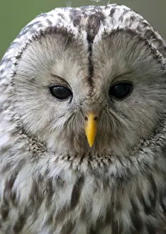Sweden Prints: Ural owl (Strix uralensis) portrait, Bergslagen, Sweden, June 2009