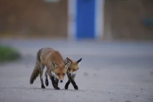 Images Dated 29th May 2009: Urban Red fox (Vulpes vulpes) adult and young, London, May