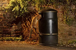 Images Dated 28th June 2011: Urban Red fox (Vulpes vulpes) cub climbing into litter bin, West London, UK, June
