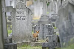 Images Dated 3rd June 2011: Urban Red fox (Vulpes vulpes) cub amongst graves, West London cemetery, UK, June