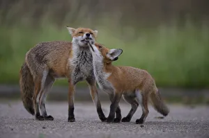 Cubs Prints: Urban Red fox (Vulpes vulpes) cub interacting with mother, London, May