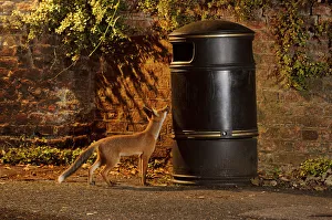 Cubs Prints: Urban Red fox (Vulpes vulpes) cub sniffing at litter bin, West London, UK, June
