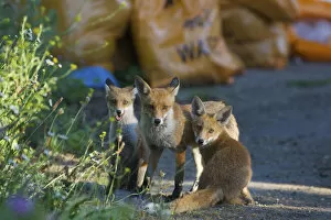 Urban Red fox (Vulpes vulpes) with two cubs, London, June