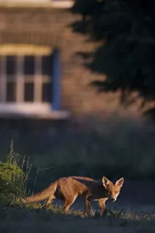 Urban Red fox (Vulpes vulpes) in front of house, London, May