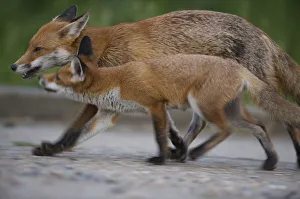 Images Dated 29th May 2009: Urban Red fox (Vulpes vulpes) juvenile and adult, London, May