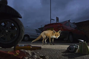 Urban Red fox (Vulpes vulpes) near parked vehicles with litter on the ground, London, May