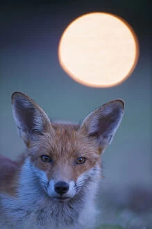 Urban Red fox (Vulpes vulpes) portrait, withlight behind, London, June