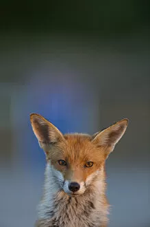 Images Dated 29th May 2009: Urban Red fox (Vulpes vulpes) portrait, London, May