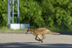 Images Dated 31st May 2009: Urban Red fox (Vulpes vulpes) running, London, May