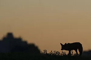 Urban Red fox (Vulpes vulpes) silhouetted at dusk, London, May