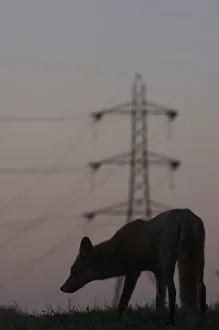 Foxes Prints: Urban Red fox (Vulpes vulpes) silhouetted with an electricity pylon in the distance