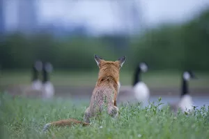 Urban Red fox (Vulpes vulpes) sitting watching Canada geese (Branta canadensis) London