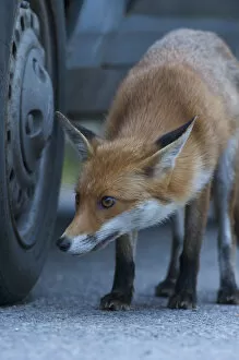 Urban Red fox (Vulpes vulpes) sniffing car tyre, London, UK, May