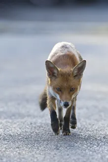 Foxes Prints: Urban Red fox (Vulpes vulpes) walking, London, May