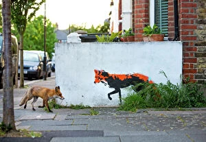 Urban Red fox (Vulpes vulpes) walking past wall with red fox mural / graffiti. North London