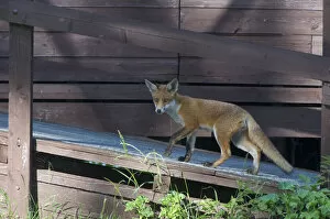 Images Dated 31st May 2009: Urban Red fox (Vulpes vulpes) walking up ramp, London, May