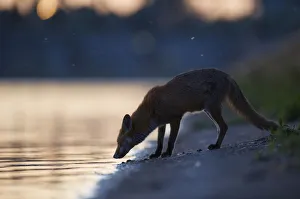Images Dated 29th May 2009: Urban Red fox (Vulpes vulpes) at waters edge, London, May