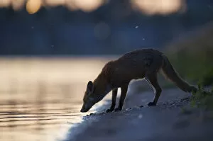 Urban Red fox (Vulpes vulpes) at waters edge, London, May