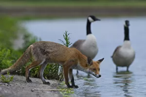 Urban Red fox (Vulpes vulpes) at waters edge near two Canada geese (Branta canadensis) London