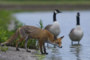 Foxes Prints: Urban Red fox (Vulpes vulpes) at waters edge near two Canada geese (Branta canadensis) London