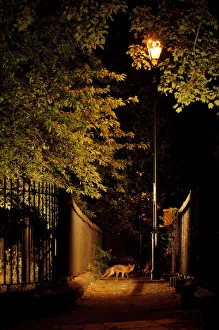 Prints of Urban Red fox (Vulpes vulpes). West London cemetery, UK, June 2020VISION Prints: Urban Red fox (Vulpes vulpes) West London cemetery, UK, June