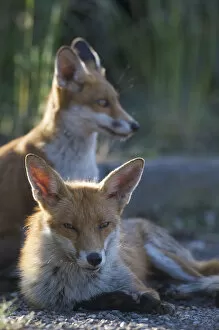 Urban Red foxes (Vulpes vulpes) resting in sun, London, June