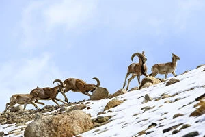 Urial sheep (Ovis vignei) herd running across steep barren slopes. Himalayas near Ulley