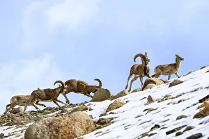 Himalaya Prints: Urial sheep (Ovis vignei) herd running across steep barren slopes. Himalayas near Ulley