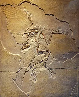 Geological Era Prints: Urvogel, Berlin Archaeopteryx specimen (Archaeopteryx siemensii)