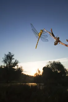 Wetlands Prints: Vagrant darter (Sympetrum vulgatum) on twig with larval case, Gornje Podunavlje Special