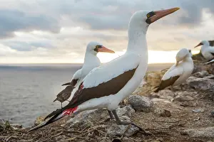 Galapagos Prints: Vampire finch (Geospiza septentrionalis) feeding on the blood of an injured Nazca booby (Sula granti)