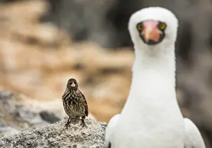 Galapagos Prints: Vampire finch (Geospiza septentrionalis) perched on a rock alongside a Nazca booby (Sula granti)