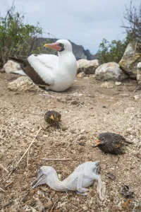 Vampire ground finch (Geospiza septentrionalis) preying on Nazca booby (Sula grantii