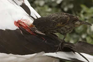 Finches Prints: Vampire / Sharp-beaked Ground Finch (Geospiza difficilis) feeding on blood from Nazca
