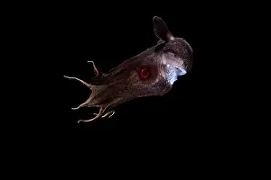 Deep Sea Prints: Vampire squid (Vampyroteuthis infernalis) portrait
