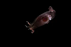 Deep Sea Prints: Vampire squid (Vampyroteuthis infernalis) portrait
