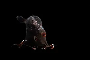 Deep Sea Prints: Vampire squid (Vampyroteuthis infernalis) portrait