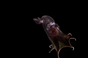 Deep Sea Prints: Vampire squid (Vampyroteuthis infernalis) portrait