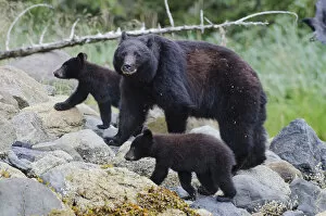 Images Dated 6th August 2012: Vancouver Island black bear (Ursus americanus vancouveri) mother with cubs on a beach