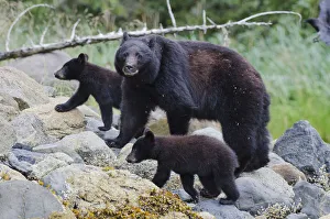 Vancouver Island black bear (Ursus americanus vancouveri) mother with cubs on a beach