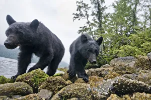 Loyal Prints: Vancouver island black bears (Ursus americanus vancouveri) taken with remote camera