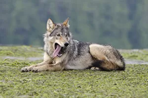 Vancouver Island Grey wolf (Canis lupus crassodon) alpha female yawning, Vancouver Island