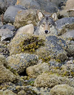 Vancouver Island grey wolf (Canis lupus crassodon) alpha female resting on the coast