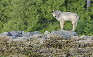 Vancouver Island Grey wolf (Canis lupus crassodon) Vancouver Island, British Columbia
