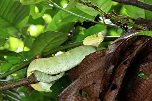 Viper Prints: Variable bush viper (Atheris squamigera) large