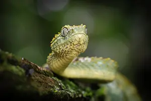 Viper Prints: Variable bush viper (Atheris squamigera) young adult, portrait, Mityana district, Uganda
