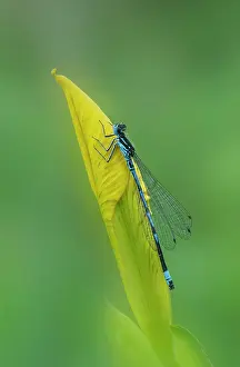 Zygoptera Prints: Variable damselfly (Coenagrion pulchellum) male resting on leaf