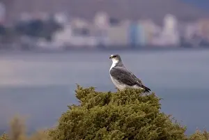 Argentina Prints: Variable hawk (Buteo polyosoma) perched in tree top with city in background, Argentina